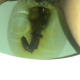From under the toilet, a very cute girl pushes out a log that hangs and drops, with the product in the bowl. Filmed from a between the legs perspective. Vertical format video. Almost a minute and a half.